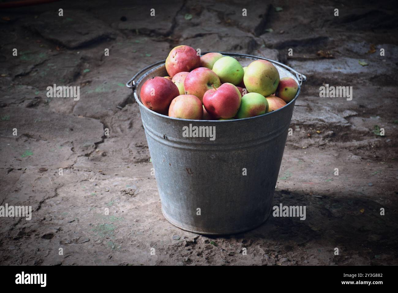 La photo montre des pommes fraîches et brillantes cueillies dans un arbre. Ils peuvent être de différentes variétés allant du vert au rouge et au jaune, avec une refectine de peau brillante Banque D'Images