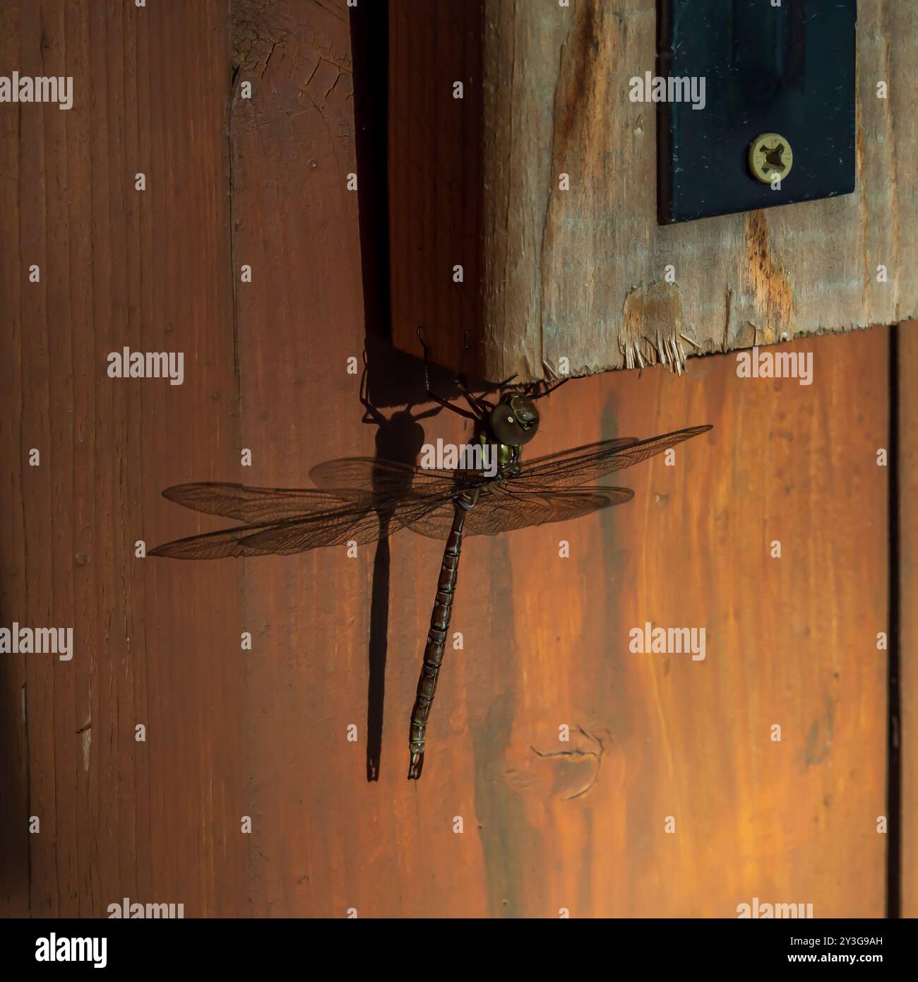 Une libellule projette une ombre accrochée à une partie d'une barrière. Banque D'Images