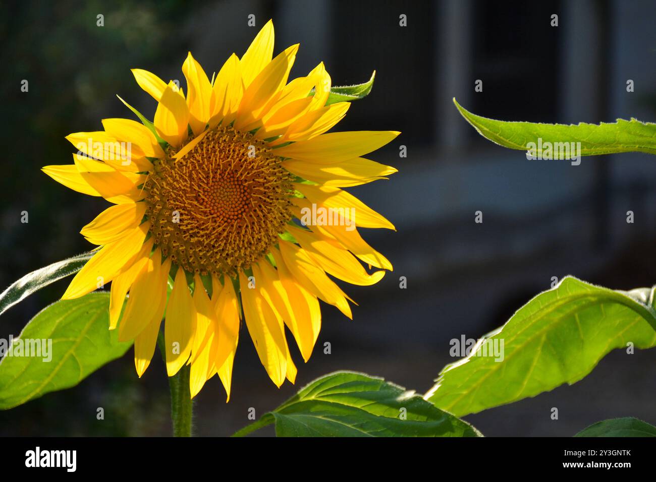 Girasoles, helianthus annuus, en un Jardín en primavera Banque D'Images