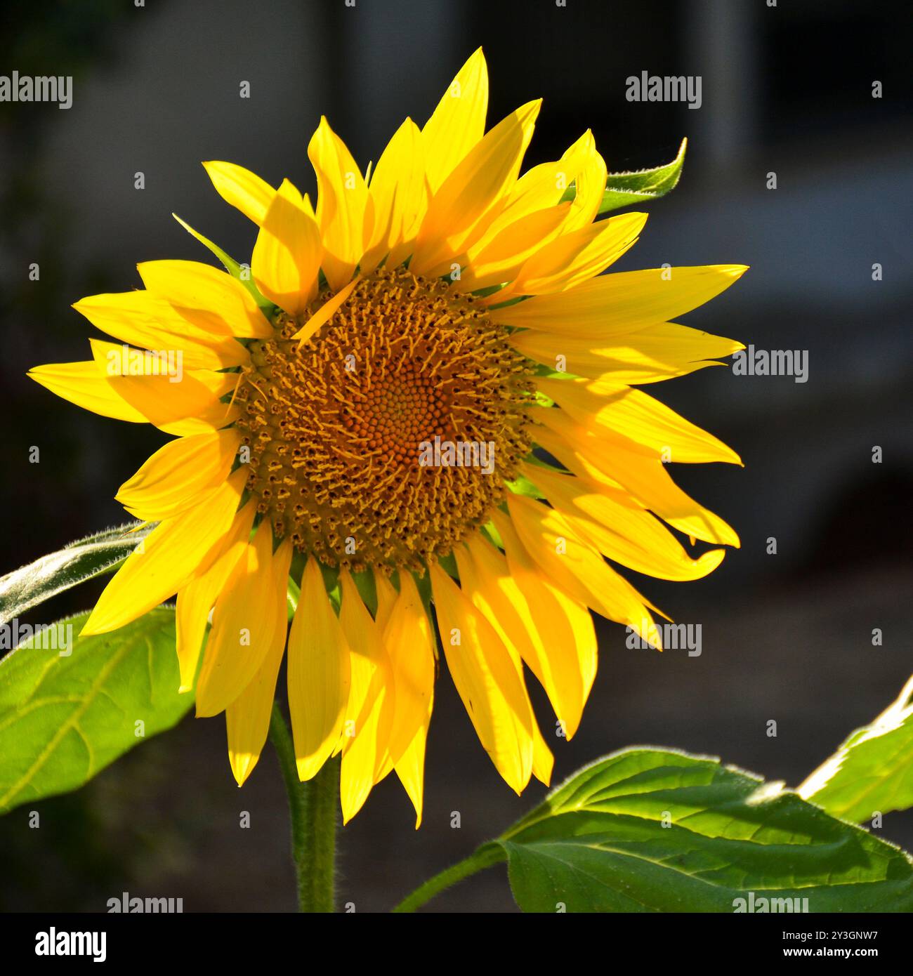 Girasoles, helianthus annuus, en un Jardín en primavera Banque D'Images