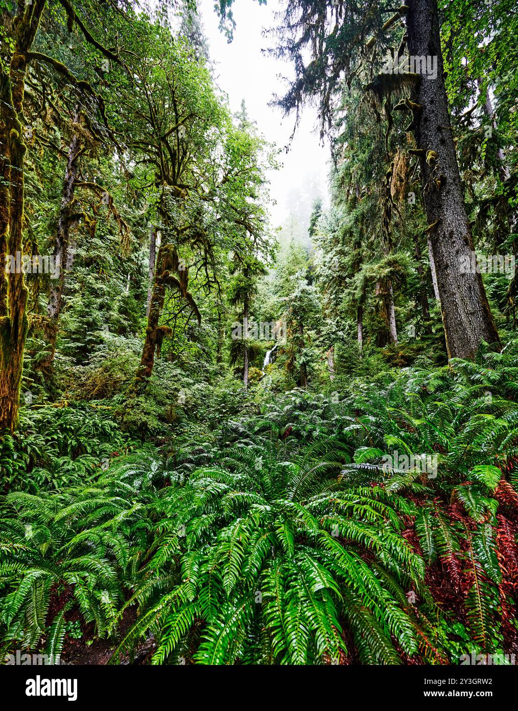 Paysage du sentier de la rivière Hoh, parc national olympique, État de Washington Banque D'Images