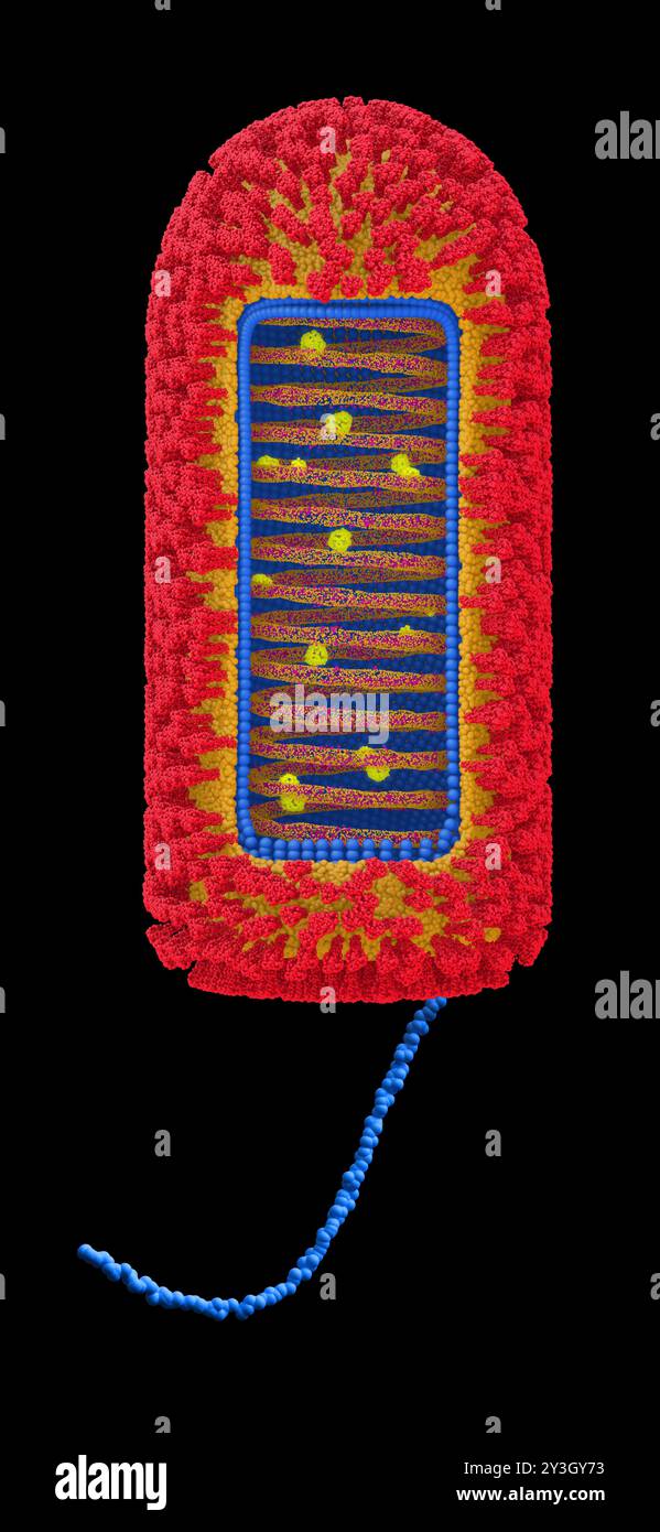 Illustration de la structure du virus Chandipura (CHPV). Banque D'Images