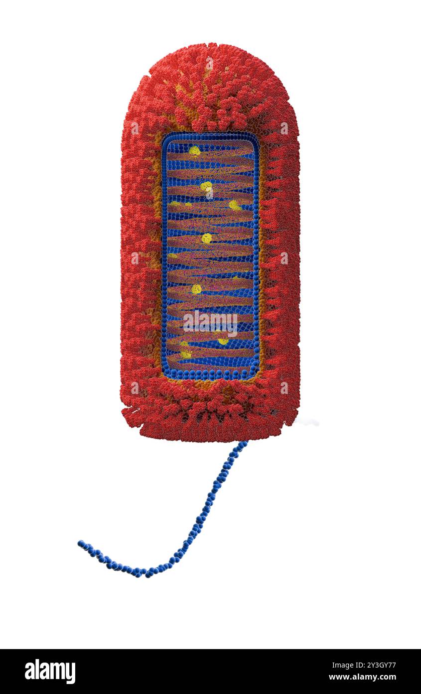 Illustration de la structure du virus Chandipura (CHPV). Banque D'Images