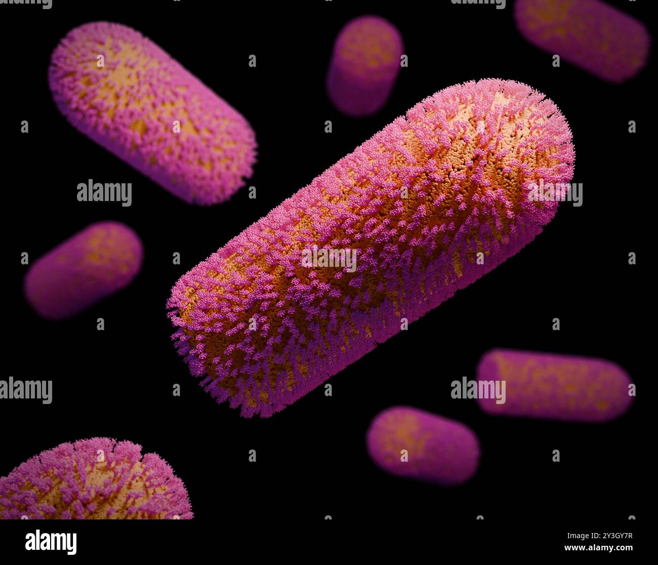 Illustration des particules du virus Chandipura (CHPV). Il a été nommé d'après le village où il a été identifié pour la première fois, le village de Chandipura dans le Maharashtra, en Inde, lors d'une épidémie d'encéphalite en 1965. Le virus provoque une maladie grippale qui progresse rapidement et une encéphalite aiguë, conduisant souvent au coma et à la mort chez les humains. Elle est transmise par des vecteurs tels que les mouches des sables, les moustiques et les tiques. Le CHPV a une structure en forme de tige, caractéristique de la famille des Rhabdoviridae. Banque D'Images