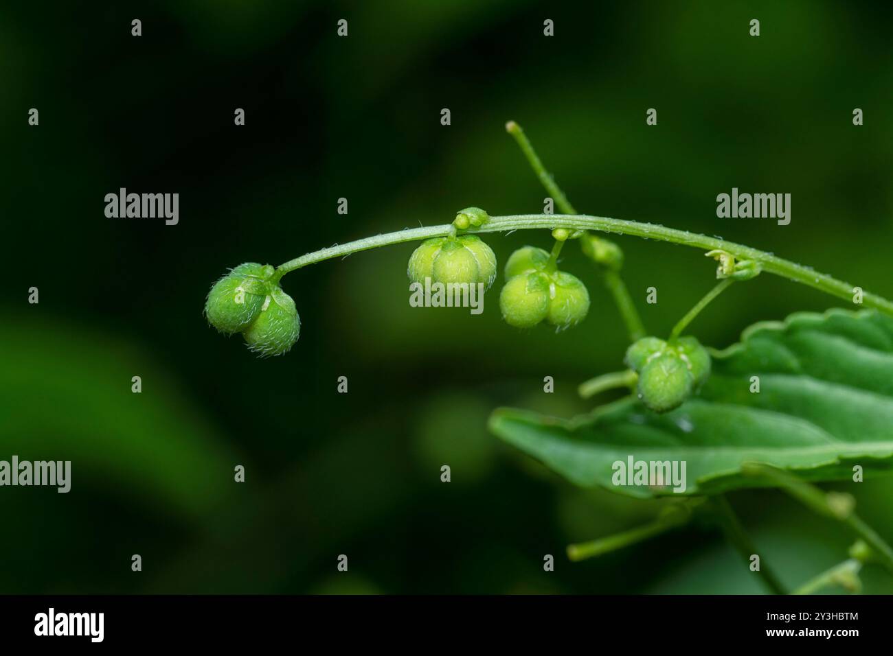 gros plan de la micrococca mercurialis, plante de mauvaise herbe annuelle sauvage avec de minuscules graines sur la tige. Banque D'Images