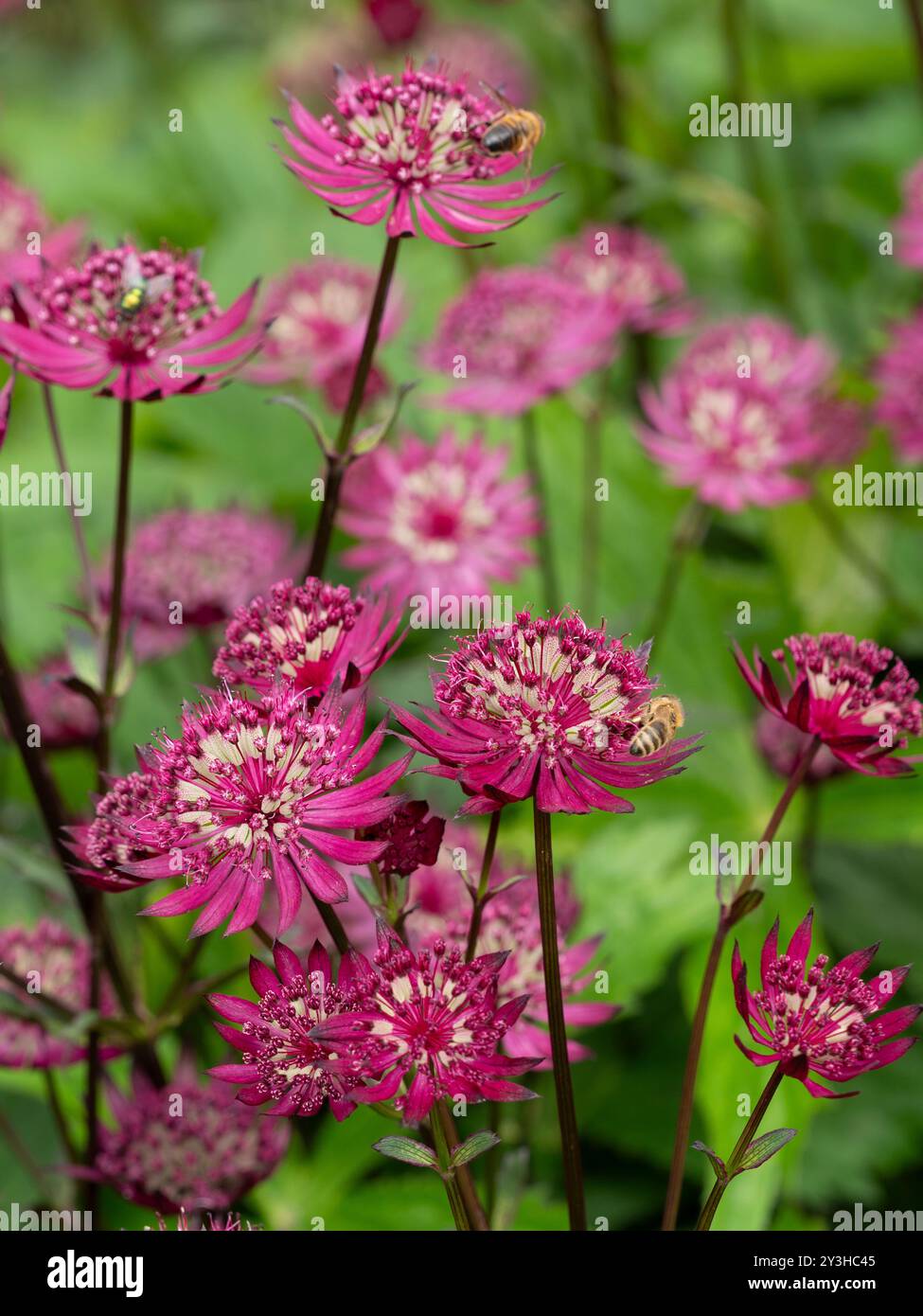 Astrantia major 'Rubra' Banque D'Images