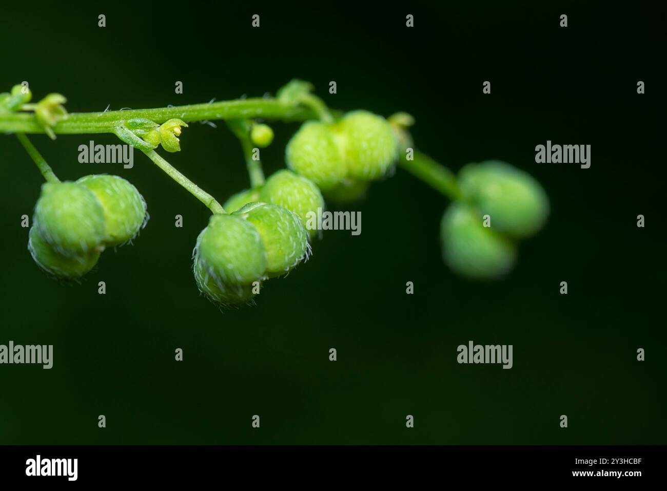 gros plan de la micrococca mercurialis, plante de mauvaise herbe annuelle sauvage avec de minuscules graines sur la tige. Banque D'Images