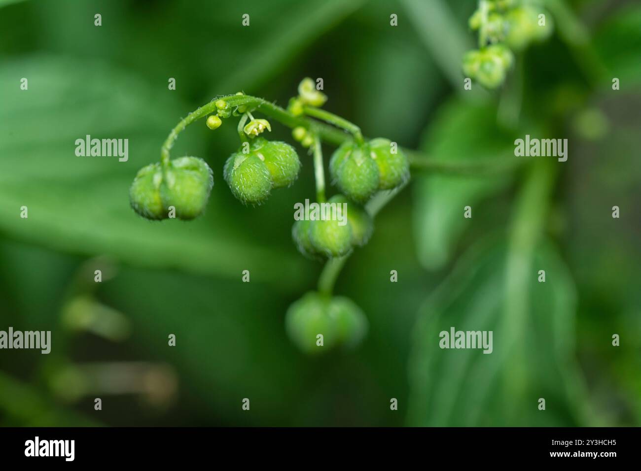 gros plan de la micrococca mercurialis, plante de mauvaise herbe annuelle sauvage avec de minuscules graines sur la tige. Banque D'Images