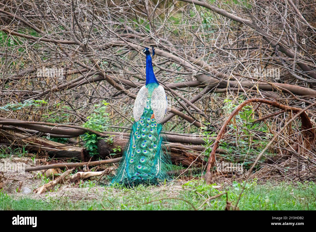 Paon perché sur une branche, plumes de queue partiellement exposées, environnement naturel Banque D'Images