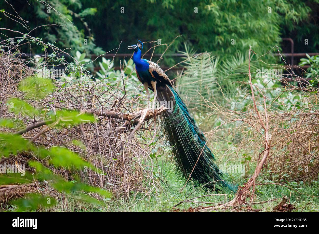 Paon perché sur une branche, plumes de queue partiellement exposées, environnement naturel Banque D'Images