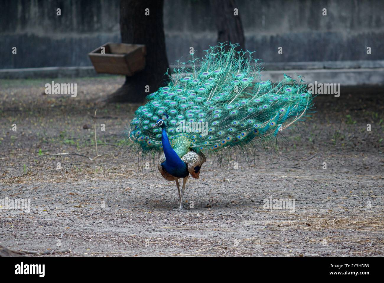 Un paon avec ses plumes de queue entièrement étendues, debout dans une zone herbeuse. Perle indienne présentant des plumes de queue au zoo Banque D'Images