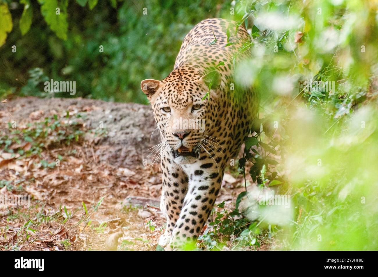 Un léopard au Centre d'éducation sur la faune sauvage d'Ouganda Entebbe Ouganda. Photo de Matthias Mugisha Banque D'Images