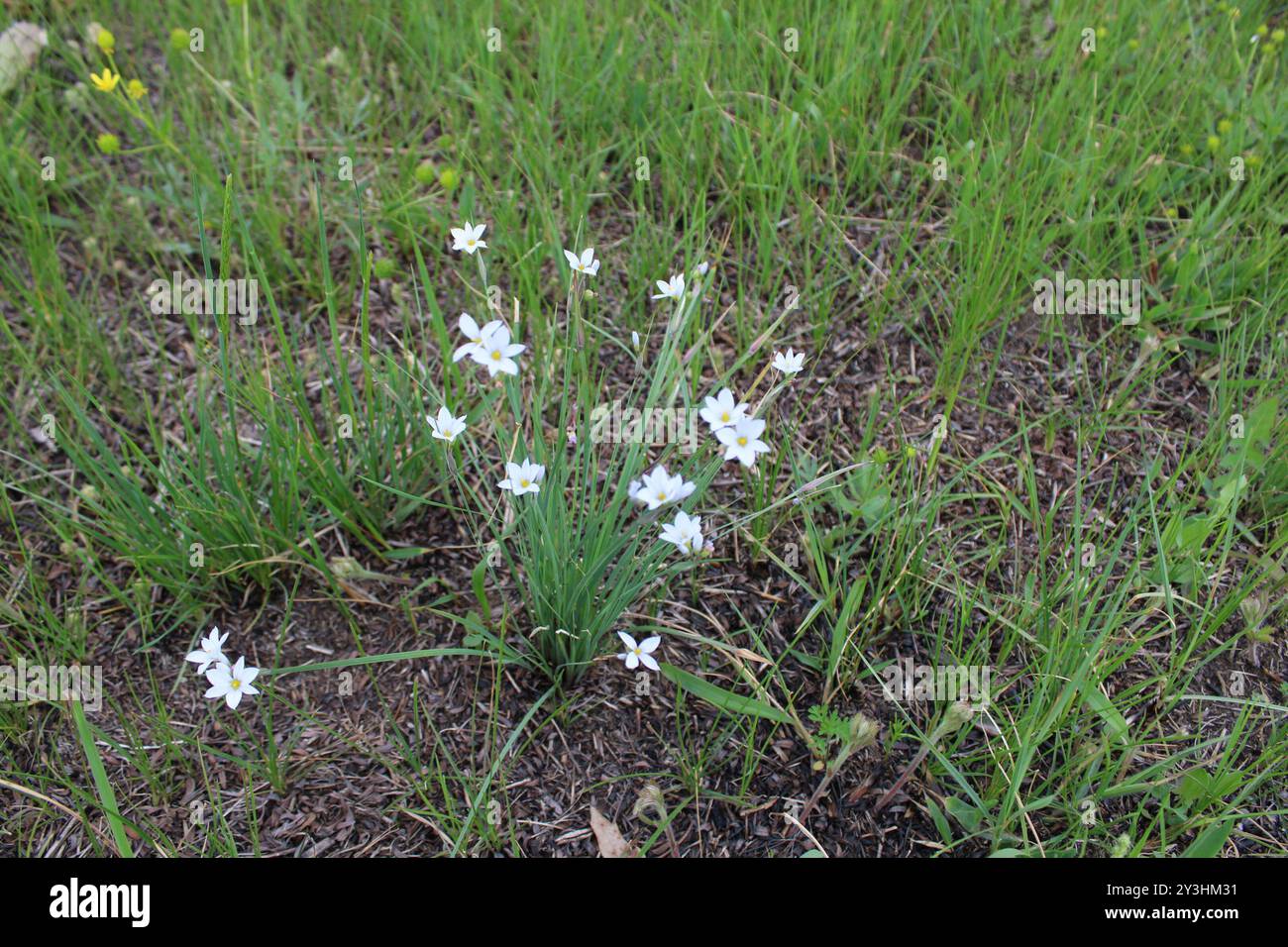 Herbe aux yeux bleus des prairies (Sisyrinchium campestre) Plantae Banque D'Images