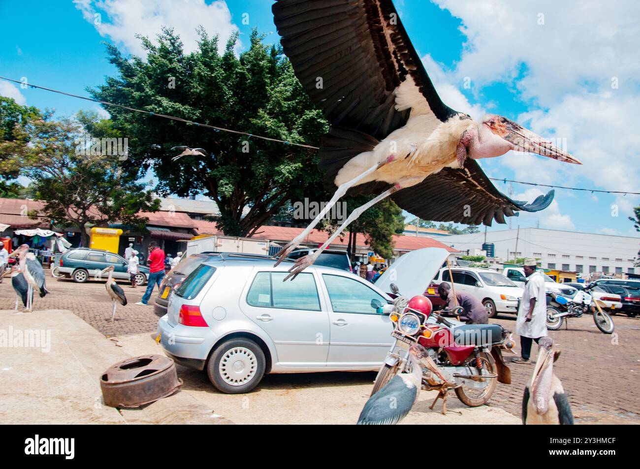 MARABOU STORK- Leptoptilos crumeniferus - Kampala Ouganda Banque D'Images