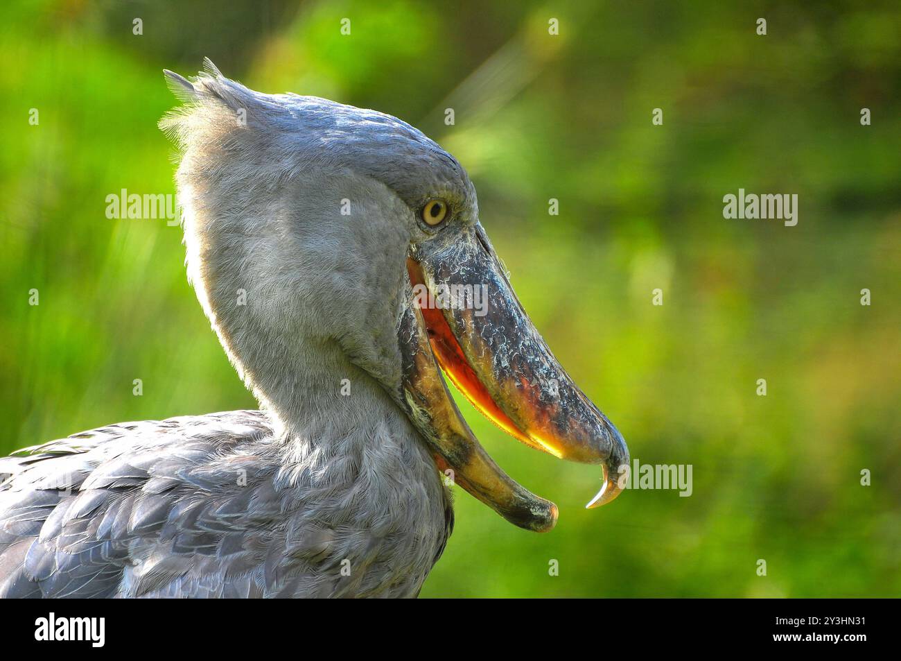 SHOEBILL - Balaeniceps rex , vu,R-vu - Ouganda Banque D'Images
