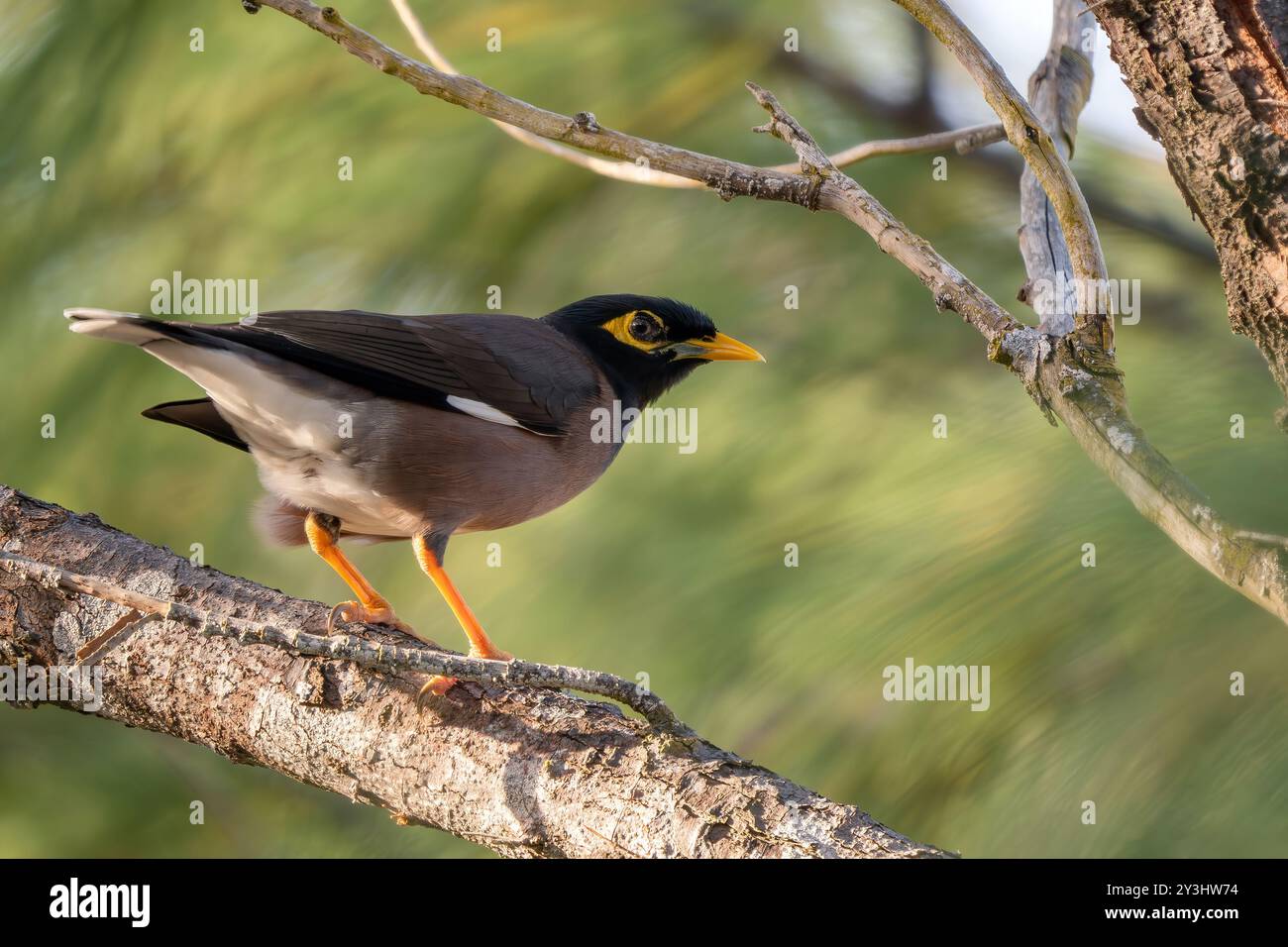 Commune Myna - Acridotheres tristis, oiseau perché commun des jardins asiatiques et des bois, île Maurice. Banque D'Images