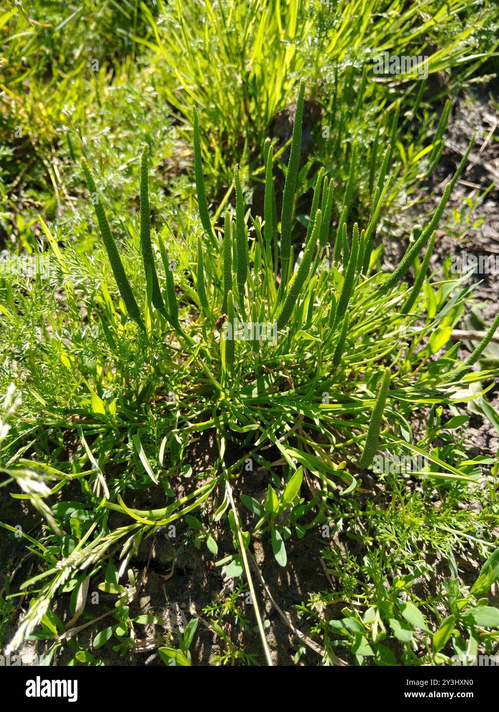 Petite queue de mousette (Myosurus minimus) Plantae Banque D'Images