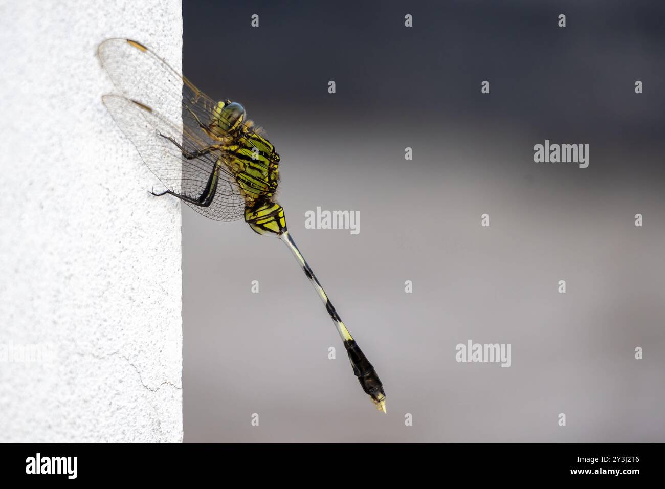 Un écumoire mince (Orthetrum sabina), également connu comme un faucon de marais vert, perché sur un mur extérieur, beau fond flou. Cette libellule appartient Banque D'Images