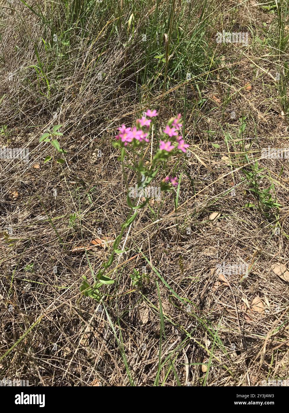 Centaury mince (Centaurium tenuiflorum) Plantae Banque D'Images