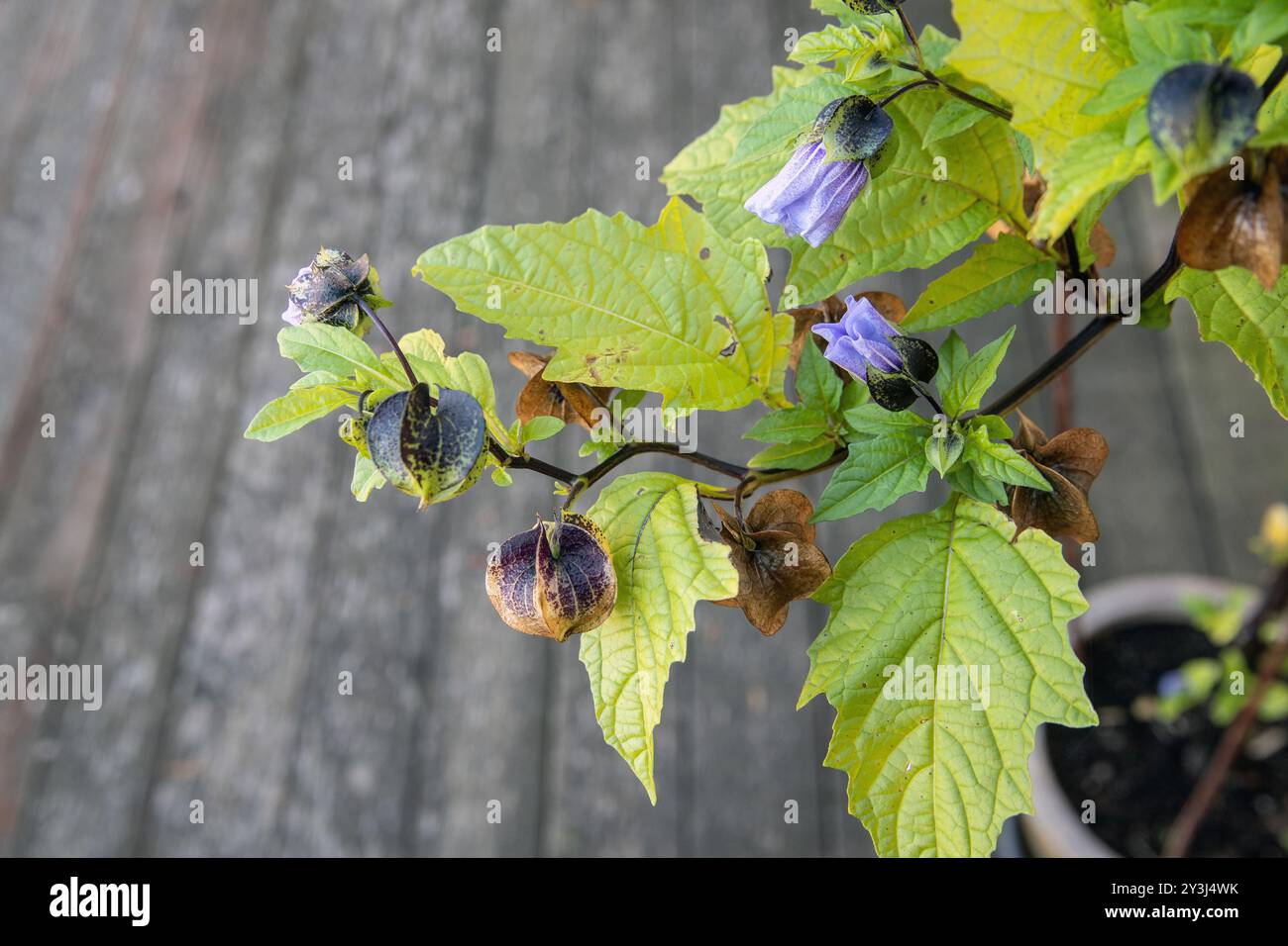 Nicandra physalodes, (pomme du pérou, mouche shoo) dit pour dissuader les insectes nuisibles des cultures maraîchères Banque D'Images