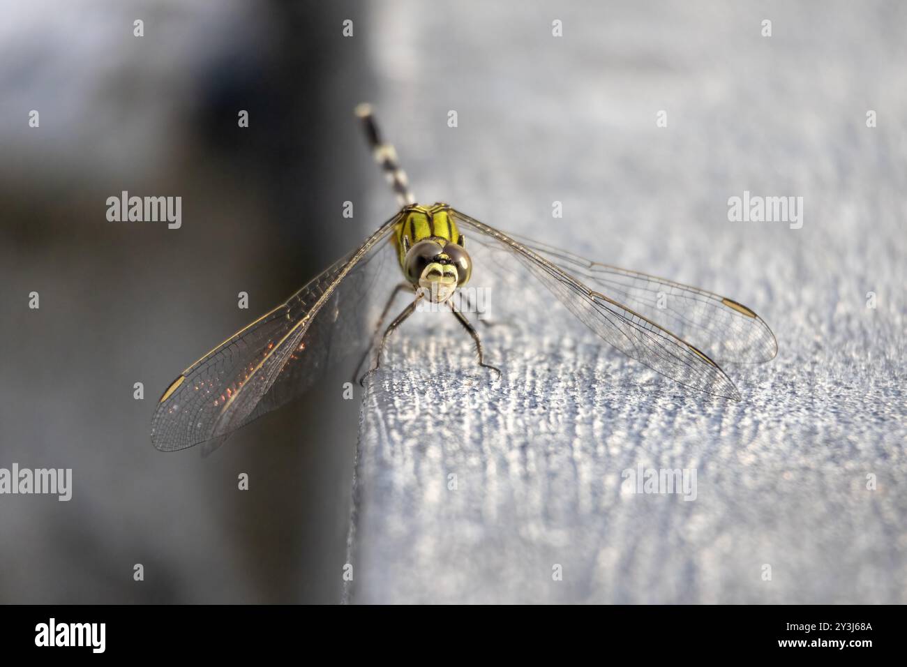 Gros plan d'une belle libellule, communément appelée écumoire mince (Orthetrum sabina) ou faucon vert des marais, reposant sur une surface en béton. Banque D'Images