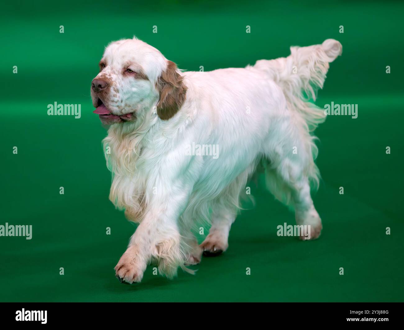 Jeune Clumber Spaniel à une exposition canine Banque D'Images