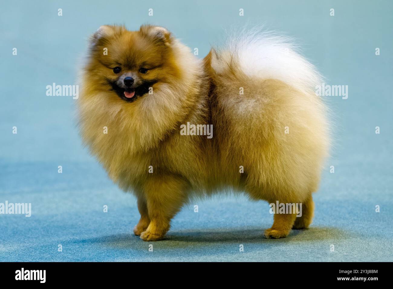 Chien poméranien de couleur or debout sur un tapis bleu Banque D'Images