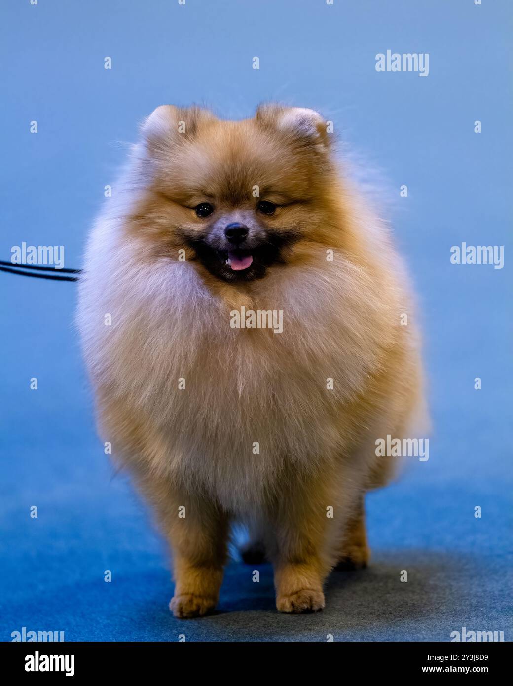 Chien poméranien de couleur or debout sur un tapis bleu Banque D'Images