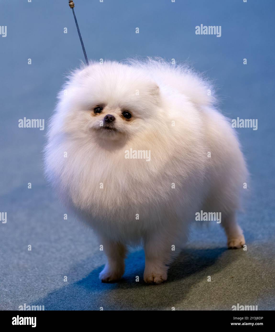Chien Pomeranian blanc et moelleux debout sur un tapis bleu Banque D'Images