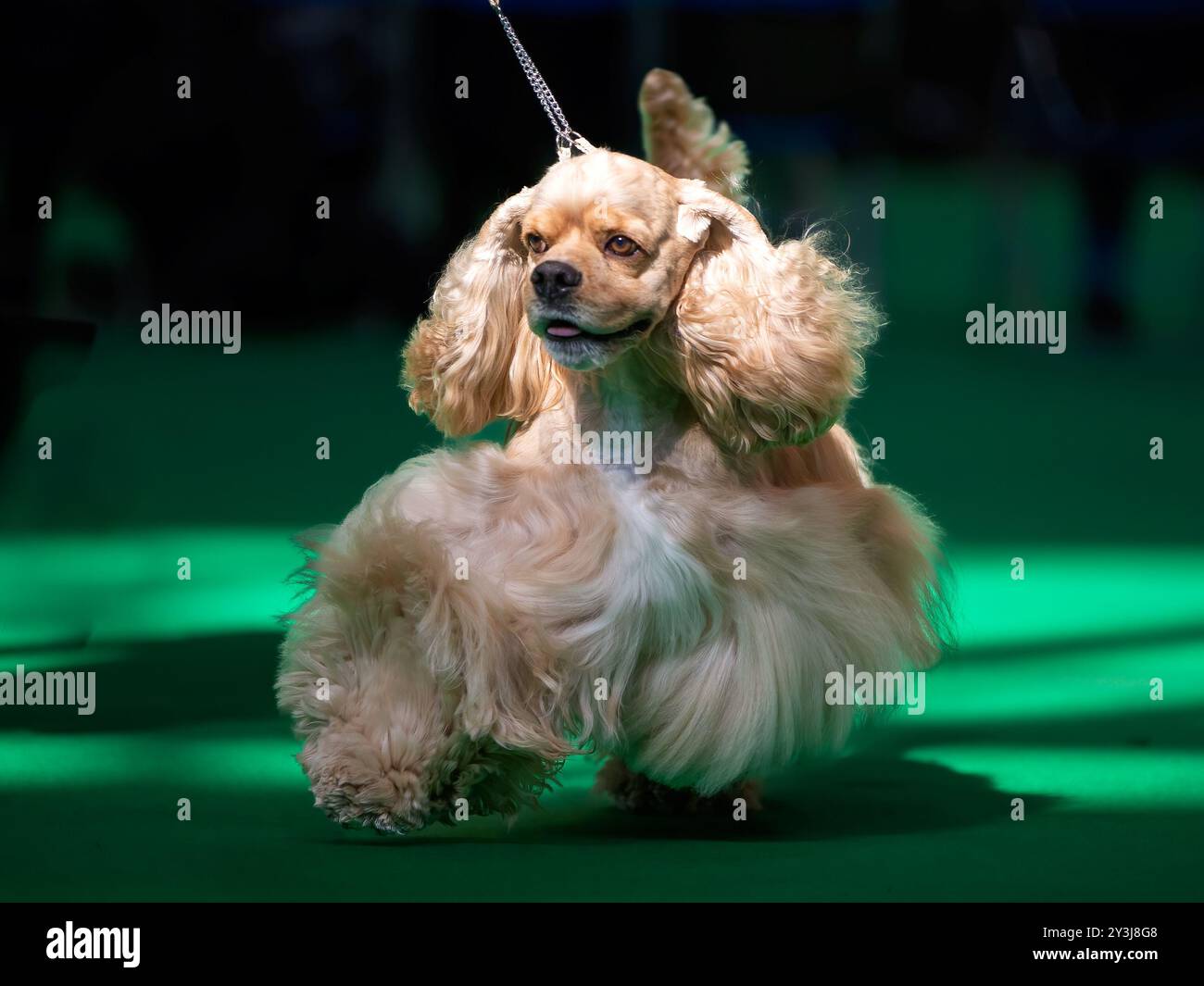Couleur dorée American Cocker Spaniel lors d'une exposition canine Banque D'Images