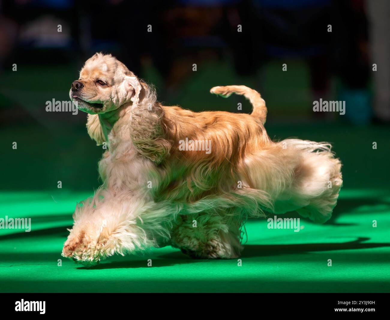 Couleur dorée American Cocker Spaniel lors d'une exposition canine Banque D'Images