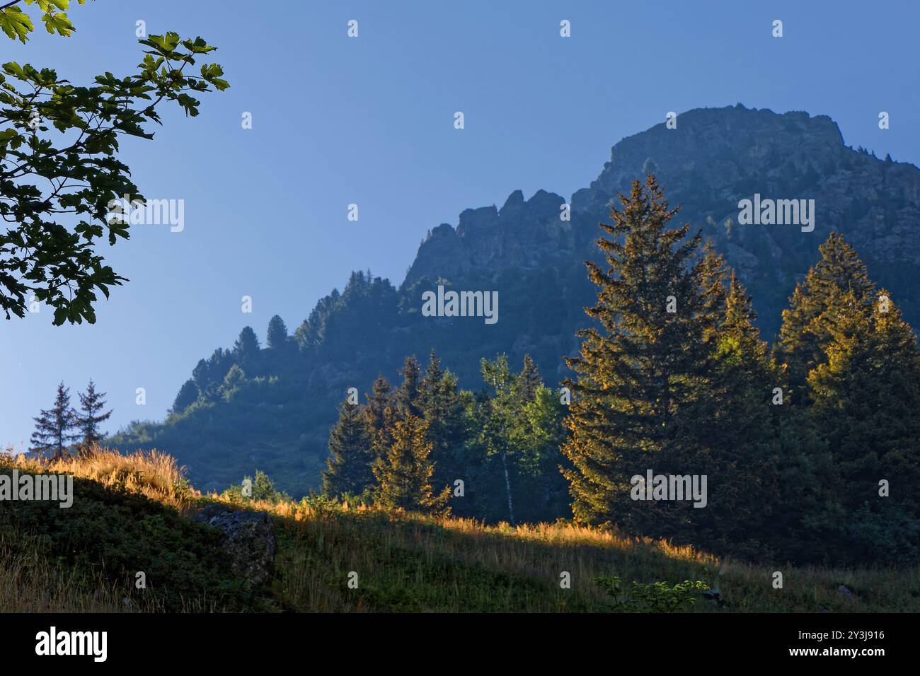 Lumières matinales de la forêt des pentes de la chaîne de Belledonne dans les alpes françaises Banque D'Images
