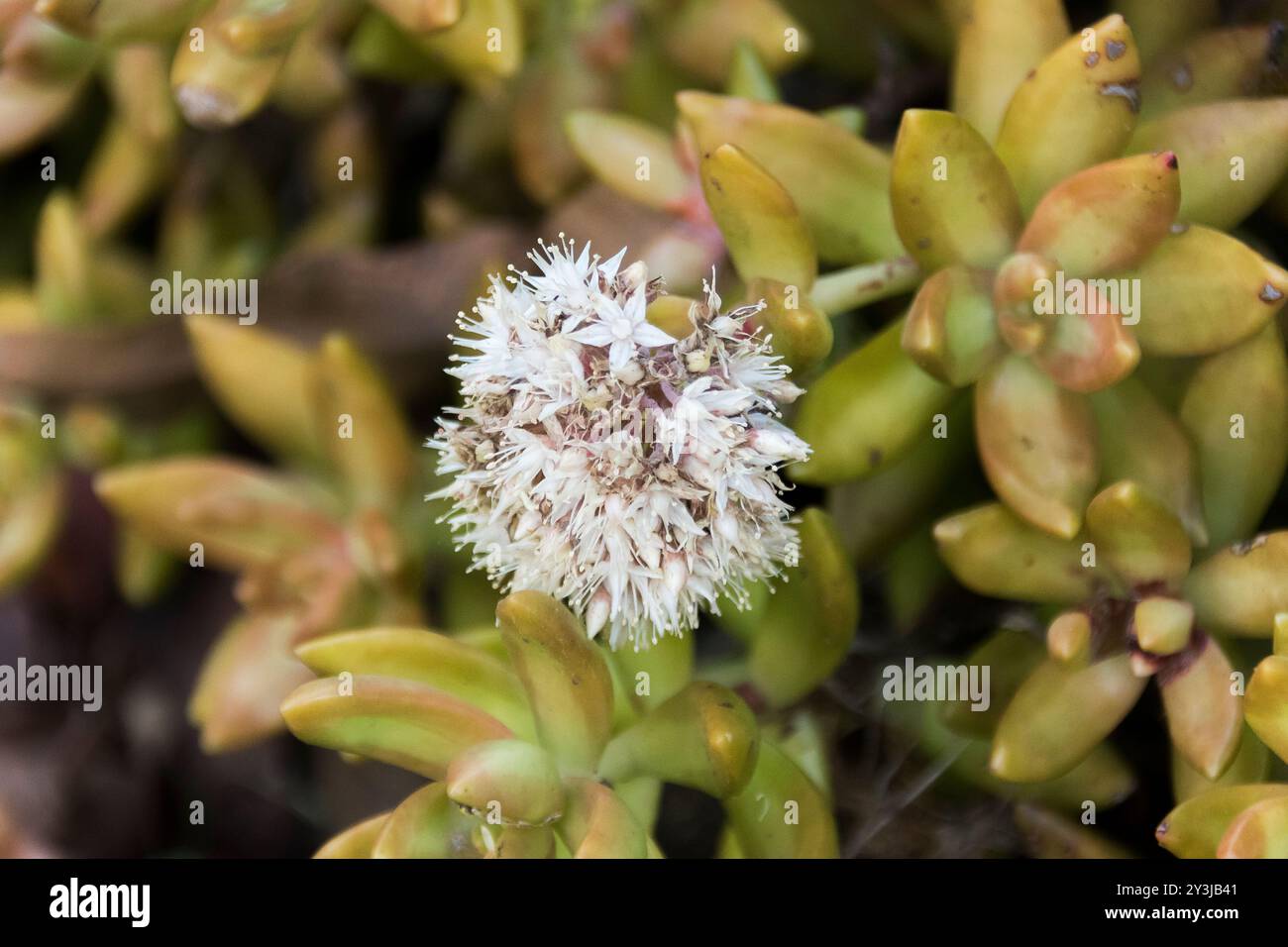 Starry White flower-head of Sedum album (pierre blanche). Plante non indigène de couverture du sol dans le jardin australien, Queensland. Banque D'Images