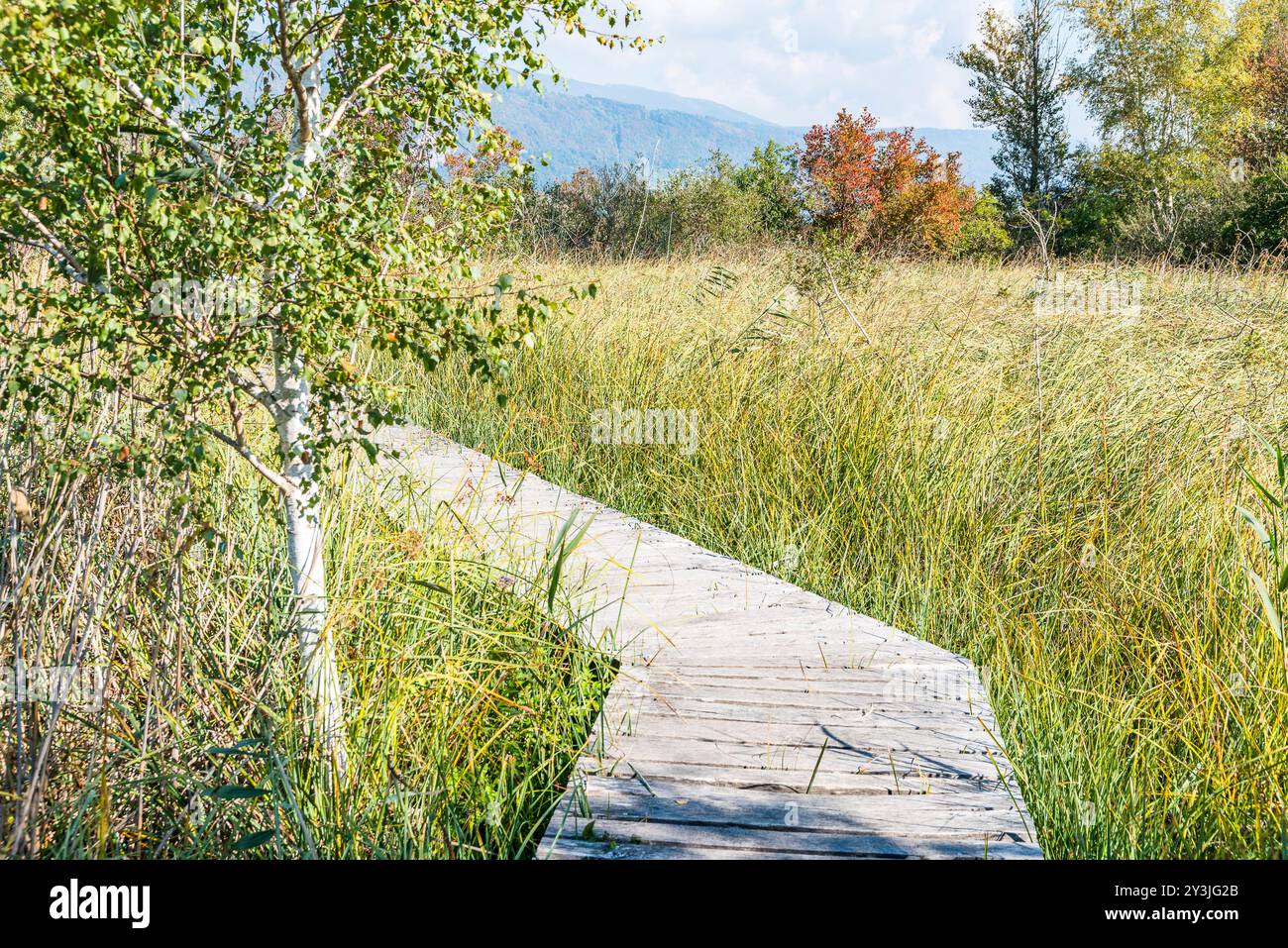 Chemin en bois à travers la végétation riveraine sur l'île Peter, lac de Bienne, Suisse Banque D'Images