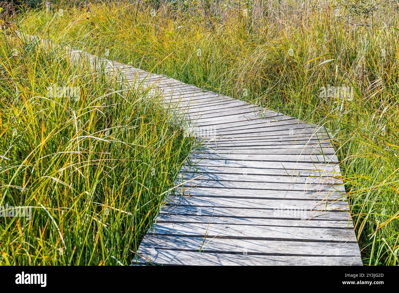 Chemin en bois à travers la végétation riveraine sur l'île Peter, lac de Bienne, Suisse Banque D'Images