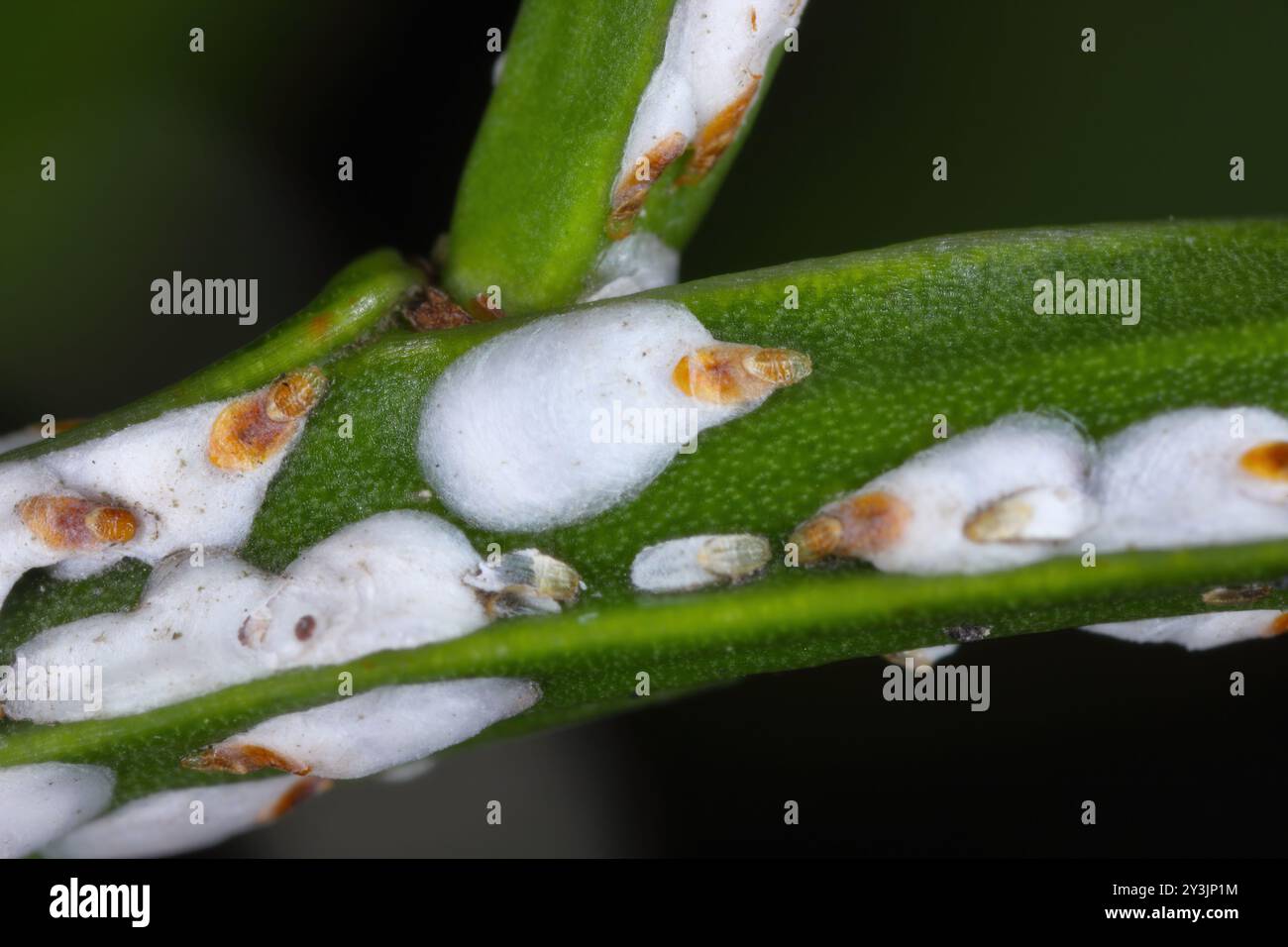 Pou d'écorce de saule noir ou écailles de cotonnier, Chionaspis salicis, sur baies Vaccinium. Écailles molles, écailles de cire ou écailles de tortue, COccident. Banque D'Images