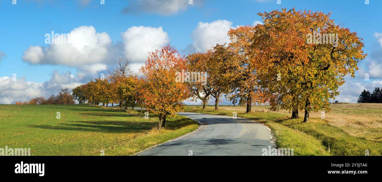 Allée des cerisiers, vue automnale colorée de la route et de l'allée des cerisiers, en latin Prunus avium Banque D'Images