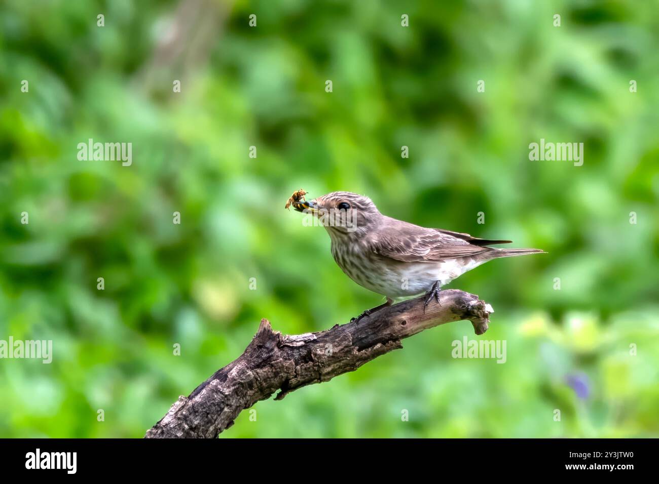 Mouche tachetée (Muscicapa striata), un migrant de passage près de Mumbai, observé à Manori dans le Maharashtra, en Inde Banque D'Images