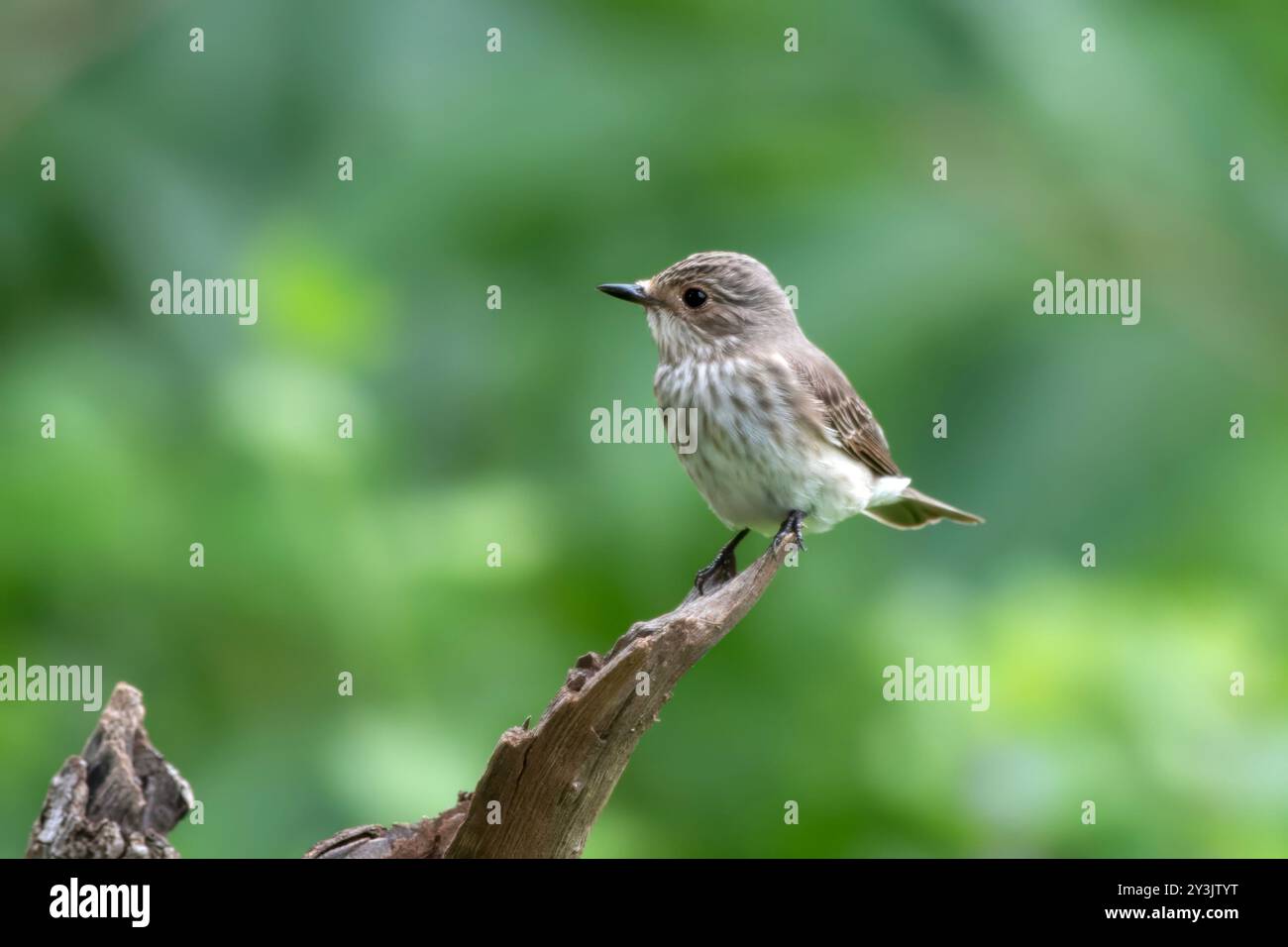 Mouche tachetée (Muscicapa striata), un migrant de passage près de Mumbai, observé à Manori dans le Maharashtra, en Inde Banque D'Images