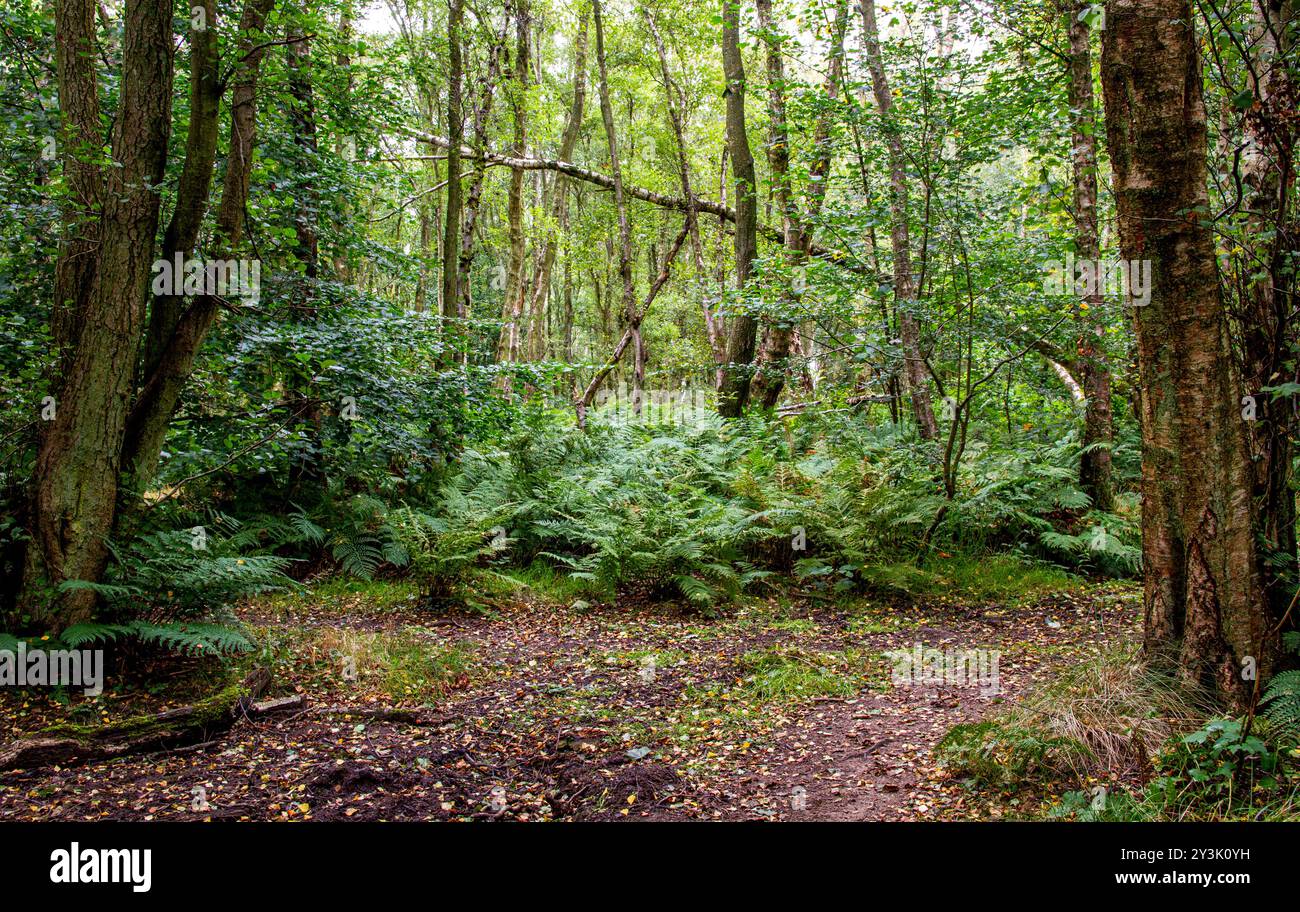 Dundee, Tayside, Écosse, Royaume-Uni. 14 septembre 2024. Météo britannique : la pluie d'automne de nuit a apporté des conditions humides, nuageuses et aérées à Clatto Park Woods. Les plantations luxuriantes et le terrain humide créent une ambiance inquiétante en septembre, ce qui en fait l'endroit idéal pour les films d'horreur. Les bois de Dundee, en Écosse, ont des sentiers naturels sinueux, une faune charmante et un paysage magnifique. Crédit : Dundee Photographics/Alamy Live News Banque D'Images