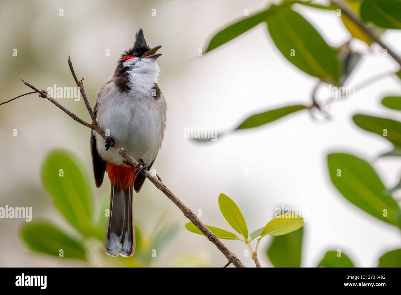 Bulbul à moussettes rouges - Pycnonotus jocosus, bel oiseau perché coloré des forêts, buissons et jardins d'Asie du Sud, île Maurice. Banque D'Images