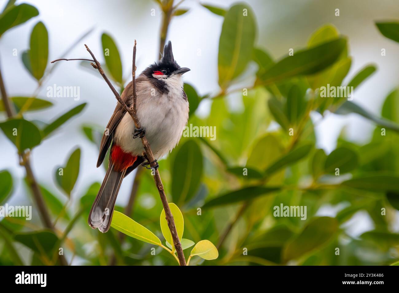 Bulbul à moussettes rouges - Pycnonotus jocosus, bel oiseau perché coloré des forêts, buissons et jardins d'Asie du Sud, île Maurice. Banque D'Images