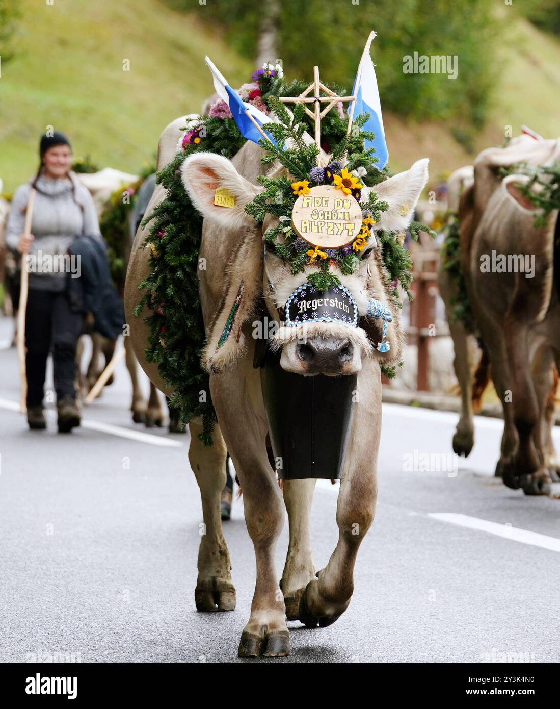 Anton Geisser 14.09.2024 Kanton Bern, Schweiz. Rueckkehr der Kuehe ins Tal. Alpabfahrt Engstlenalp - Innertkirchen . Berner Oberland Bild : Kuh mit Kuhglocke und Blumenschmuck auf dem Kopf . *** Anton Geisser 14 09 2024 Canton de Berne,Suisse retour des vaches dans la vallée Alpabfahrt Engstlenalp Innertkirchen Oberland bernois vache photo avec cloche et décoration florale sur la tête Banque D'Images