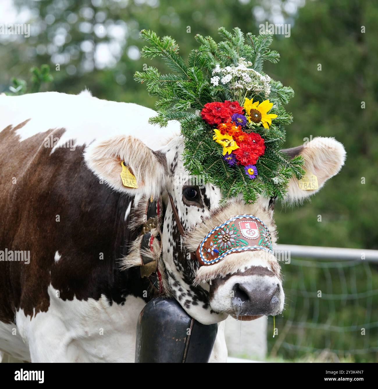 Anton Geisser 14.09.2024 Kanton Bern, Schweiz. Rueckkehr der Kuehe ins Tal. Alpabfahrt Engstlenalp - Innertkirchen . Berner Oberland Bild : Kuh mit Blumenschmuck auf dem Kopf . *** Anton Geisser 14 09 2024 Canton Berne,Suisse retour des vaches dans la vallée Alpabfahrt Engstlenalp Innertkirchen Oberland bernois vache photo avec des fleurs sur la tête Banque D'Images
