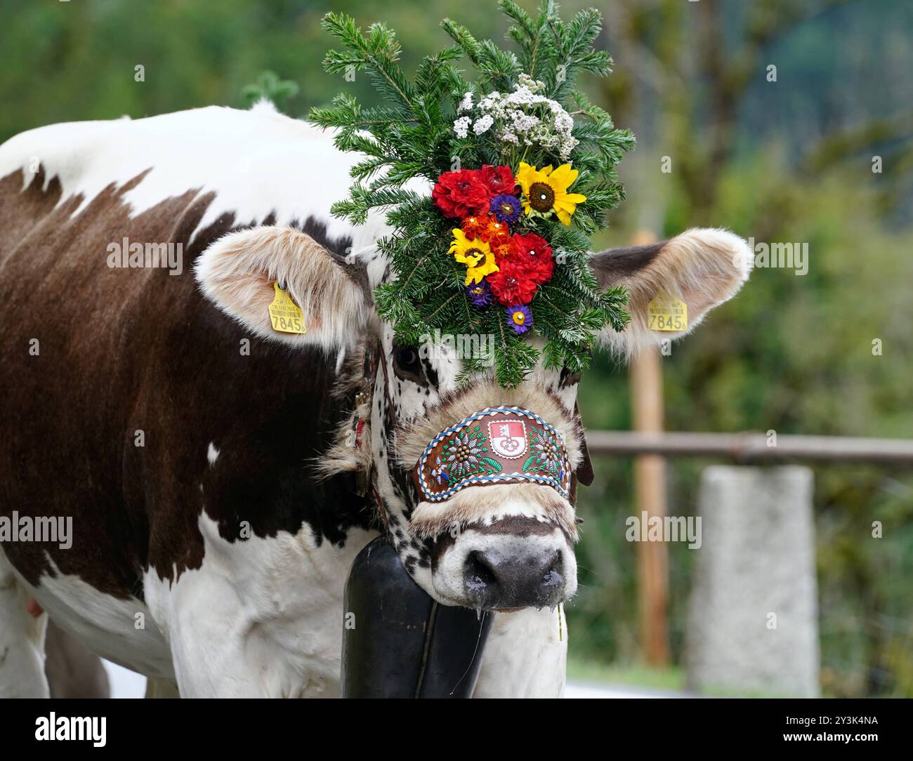 Anton Geisser 14.09.2024 Kanton Bern, Schweiz. Rueckkehr der Kuehe ins Tal. Alpabfahrt Engstlenalp - Innertkirchen . Berner Oberland Bild : Kuh mit Kuhglocke und Blumenschmuck auf dem Kopf . *** Anton Geisser 14 09 2024 Canton de Berne,Suisse retour des vaches dans la vallée Alpabfahrt Engstlenalp Innertkirchen Oberland bernois vache photo avec cloche et décoration florale sur la tête Banque D'Images