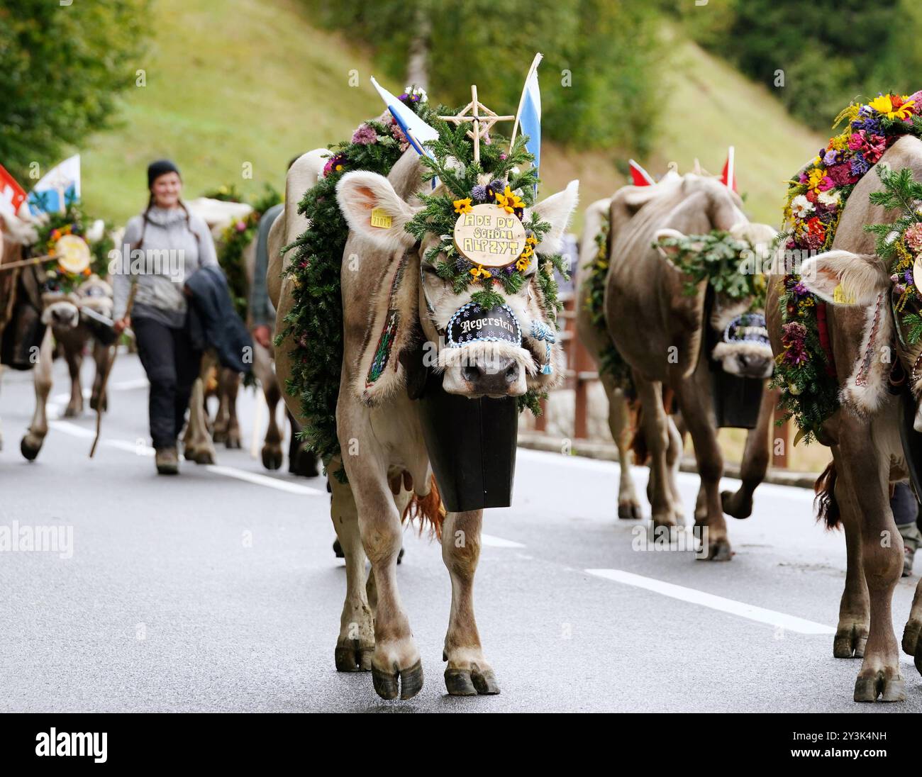 Anton Geisser 14.09.2024 Kanton Bern, Schweiz. Rueckkehr der Kuehe ins Tal. Alpabfahrt Engstlenalp - Innertkirchen . Berner Oberland Bild : Kuh mit Kuhglocke und Blumenschmuck auf dem Kopf . *** Anton Geisser 14 09 2024 Canton de Berne,Suisse retour des vaches dans la vallée Alpabfahrt Engstlenalp Innertkirchen Oberland bernois vache photo avec cloche et décoration florale sur la tête Banque D'Images