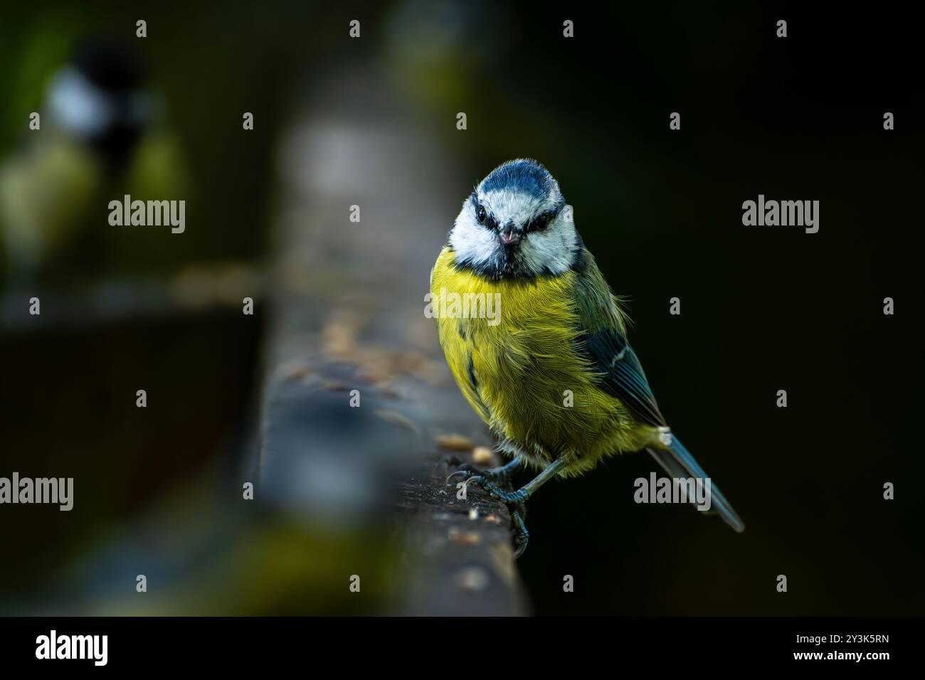 blue tit en écosse Banque D'Images