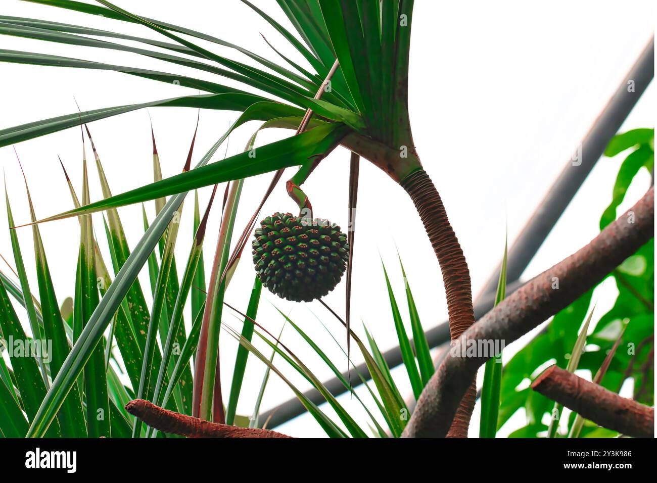 Une vue rapprochée d'un fruit unique suspendu à un palmier, entouré de feuilles vertes luxuriantes. Le fruit a un extérieur piqué et est suspendu à un sl Banque D'Images