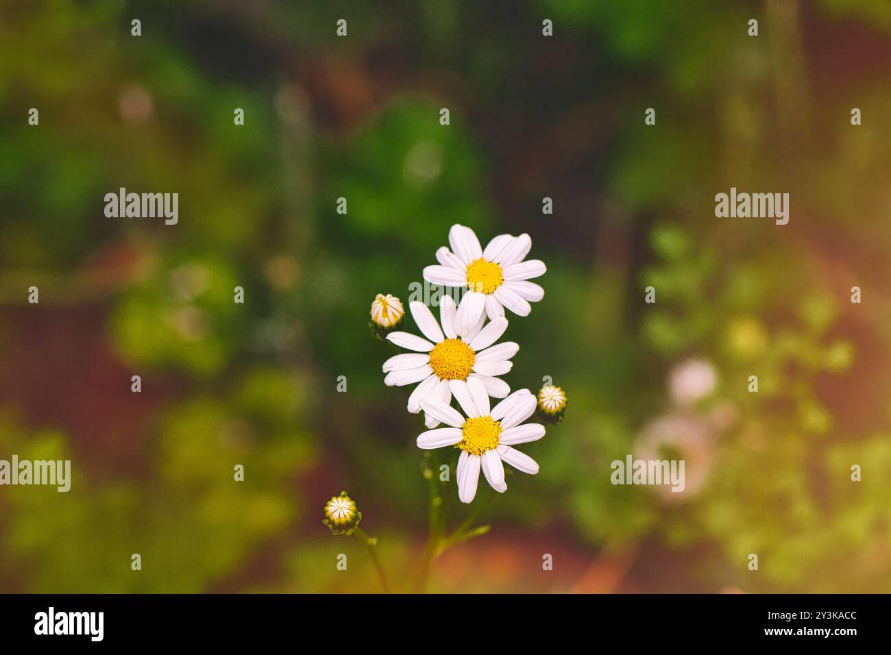 Gros plan de délicates marguerites blanches avec des centres jaunes, sur fond vert flou. Les fleurs sont à différents stades de floraison, showcasi Banque D'Images