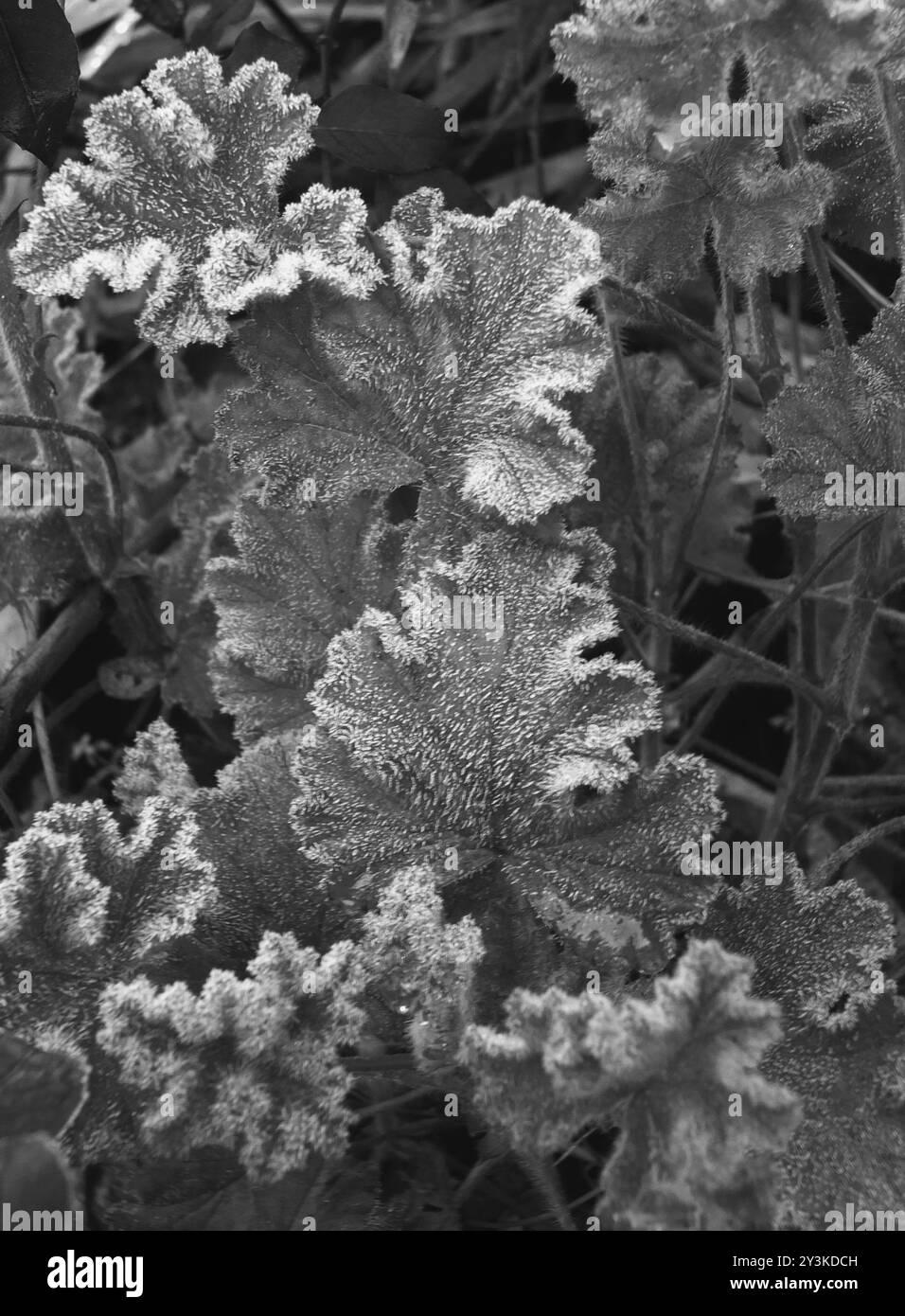Image monochrome gros plan de cristaux de glace sur des feuilles gelées en hiver Banque D'Images